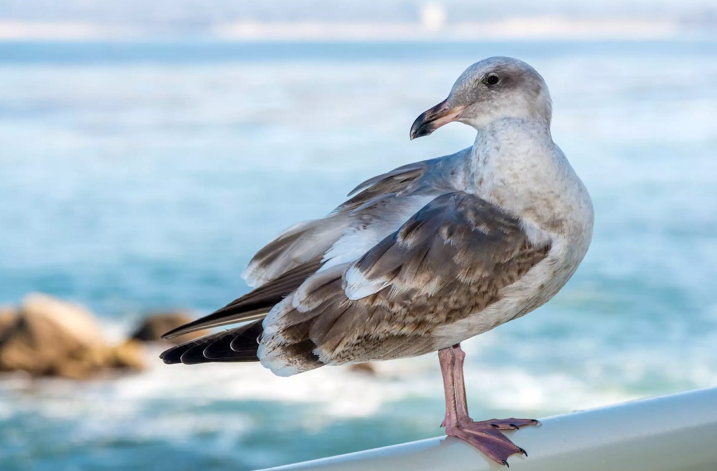 a western gull perched with the ocean in the background