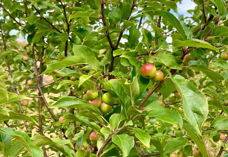 An urgent Open Letter to all Members of Parliament 2 Gene Tech Bill opinion