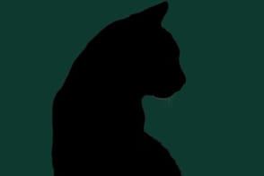 Cattitude