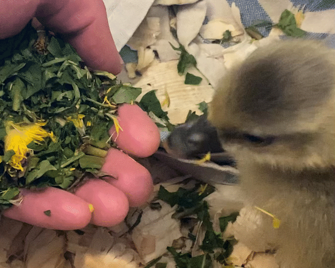 Moon the goose eating from my hand
