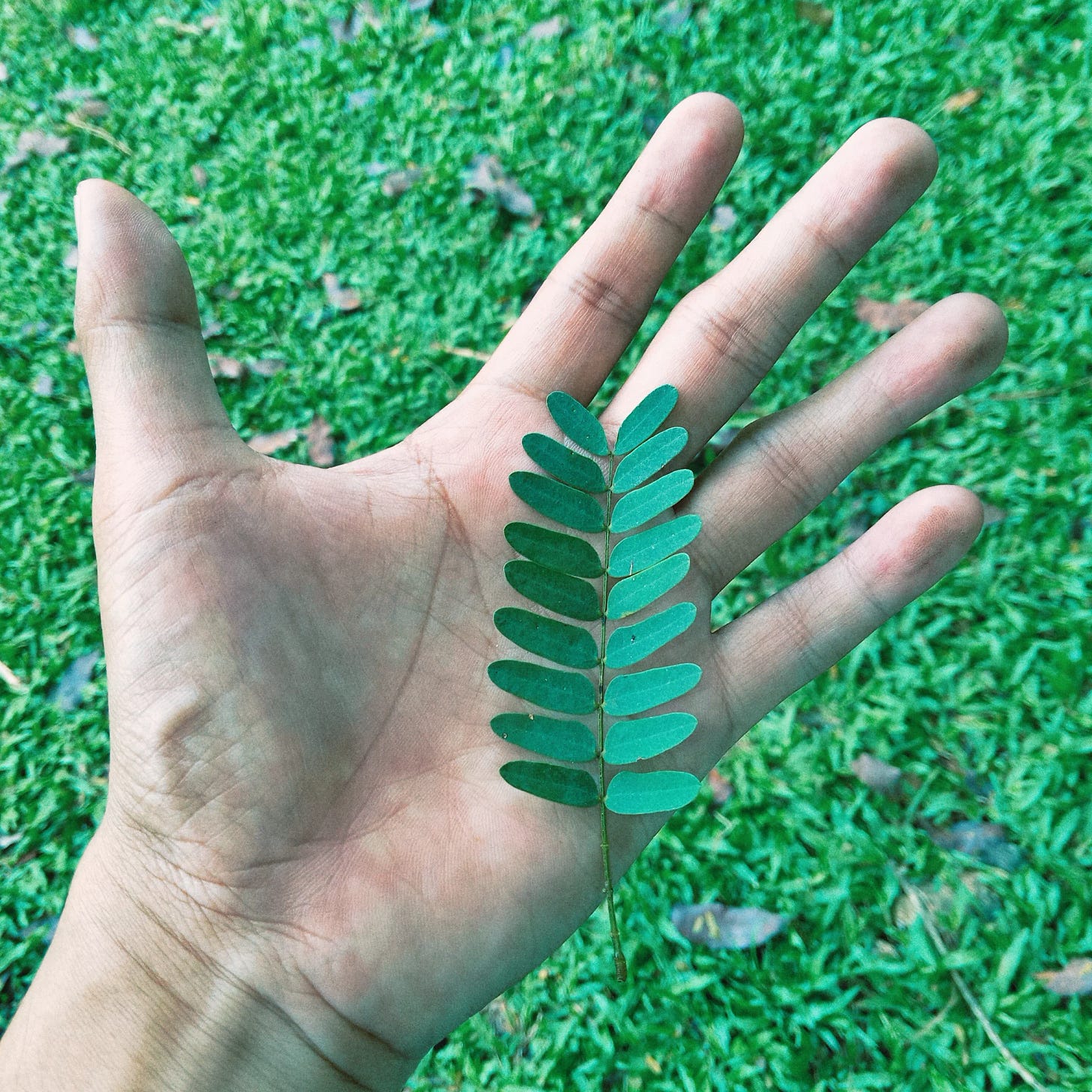 A tamarind leaves held in an open palm against a grassy background.