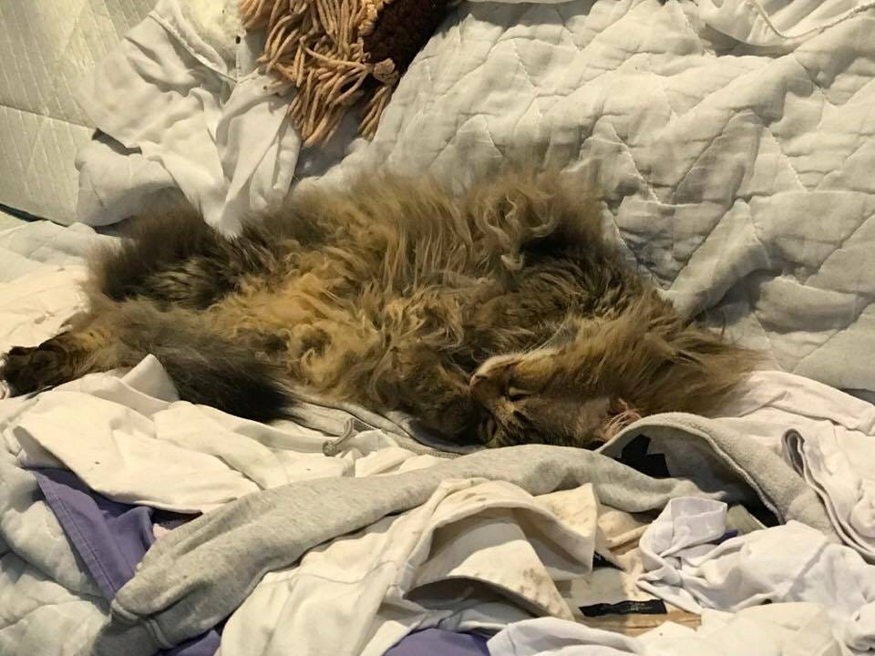 Chase Sleeping UTIs in Cats Chase Sleeping UTIs in Cats