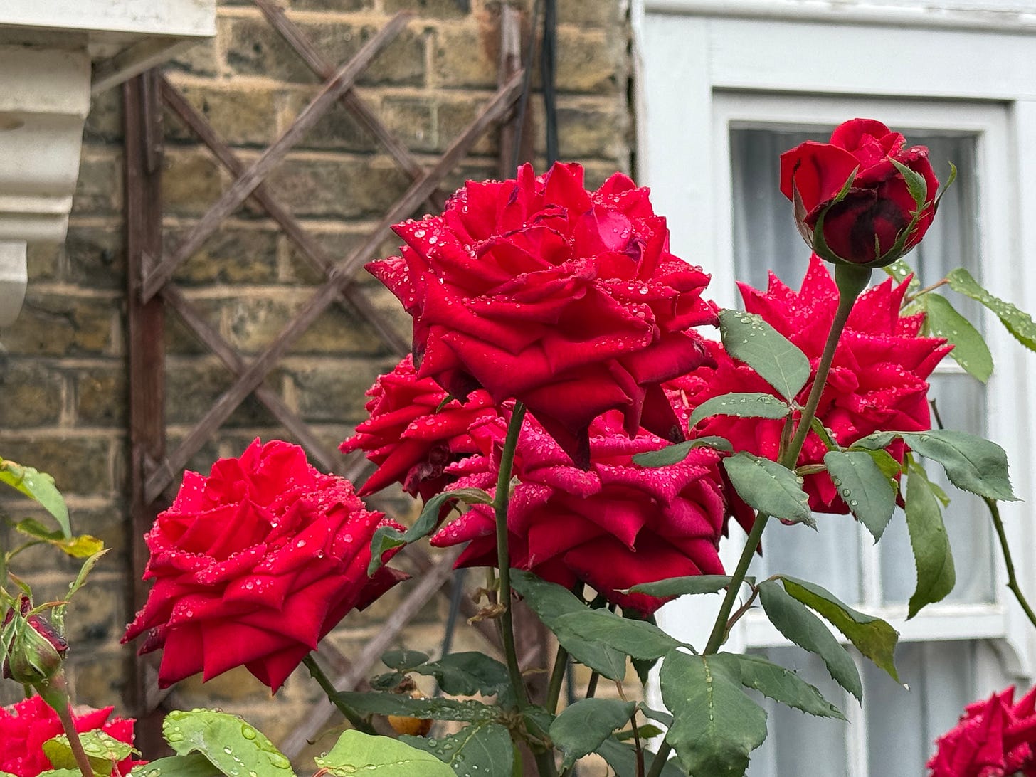 A cluster of vibrant, deep red roses in full bloom in a garden, their petals covered in glistening raindrops. The background shows a brick wall with a wooden trellis.