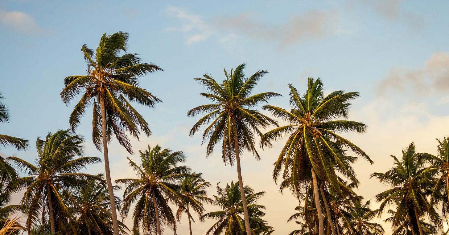 coconut trees under cloudy sky during daytime