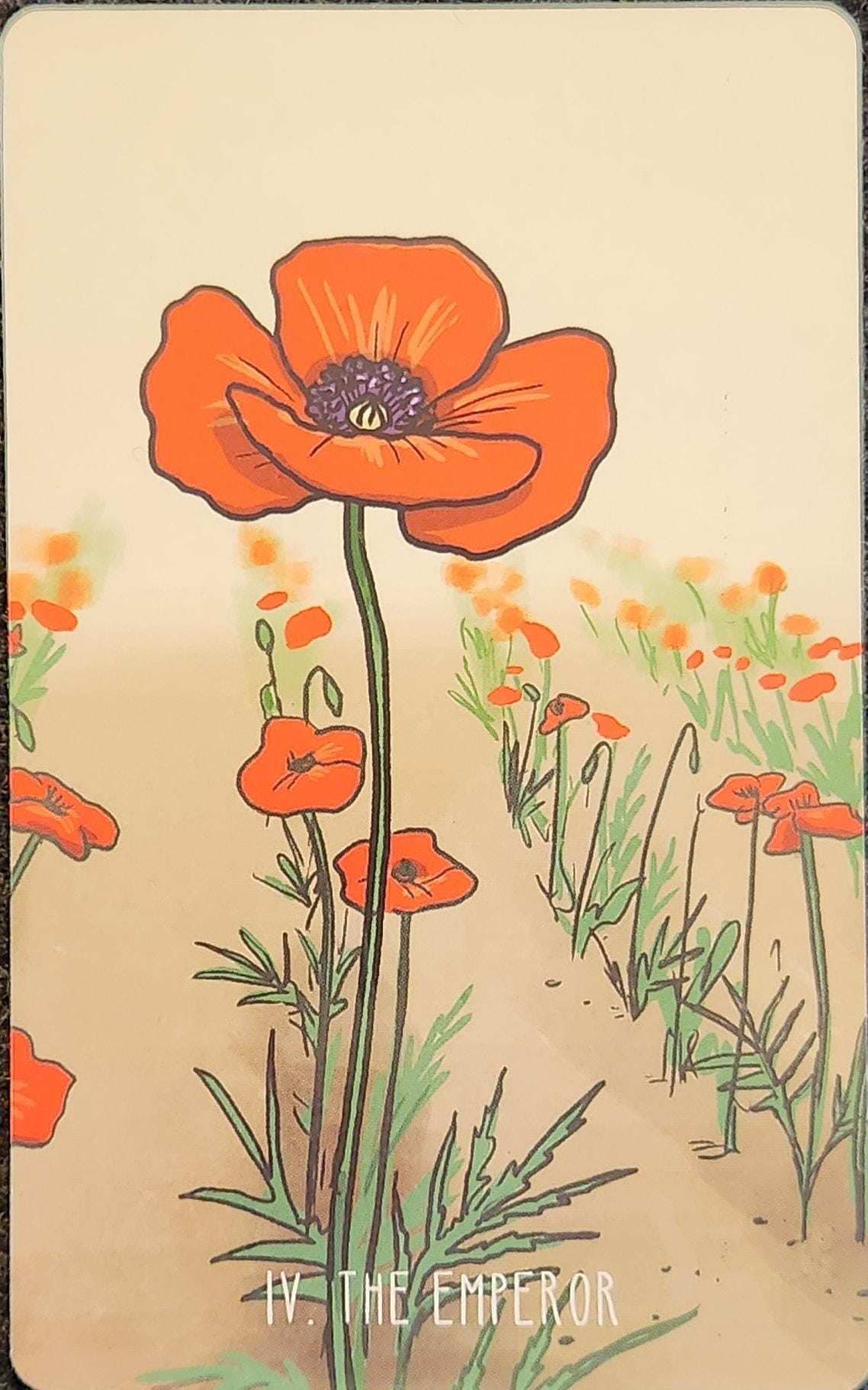 A tarot card labelled IV The Emperor. The card shows rows of red poppy flowers, in neat lines. In the forefront is a single brilliant red poppy that is significantly taller and larger than the others.
