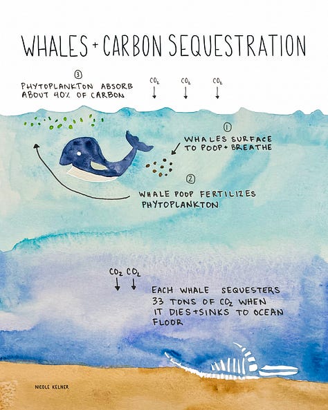 Nicole Kelner's Climate Art