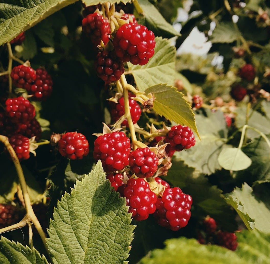 red raspberries red raspberries