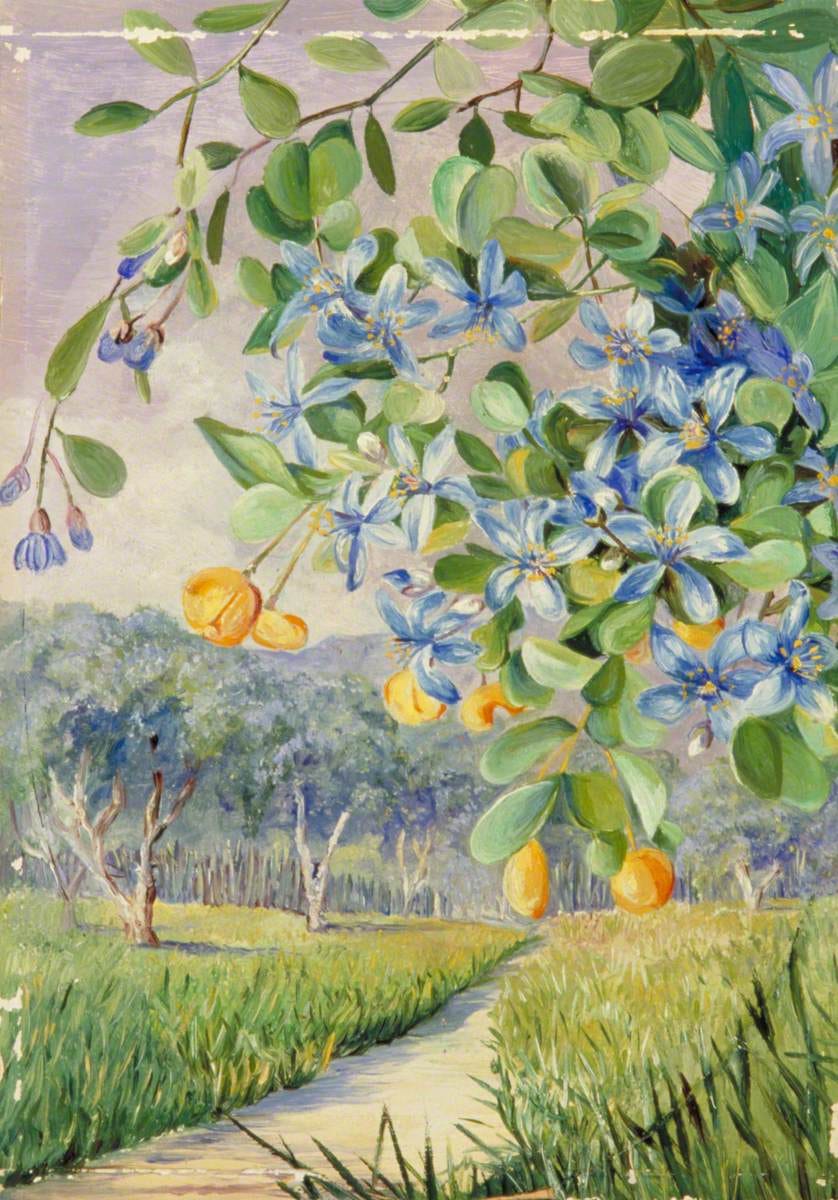 Foliage, Flowers and Fruit of Lignum vitae, Jamaica Foliage, Flowers and Fruit of Lignum vitae, Jamaica