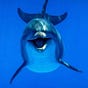Donald Pearce's avatar
