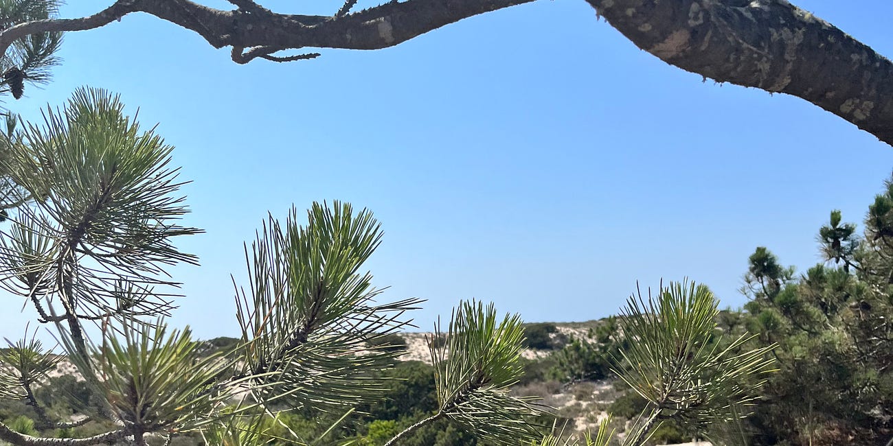 Comporta. L'ultimo paradiso