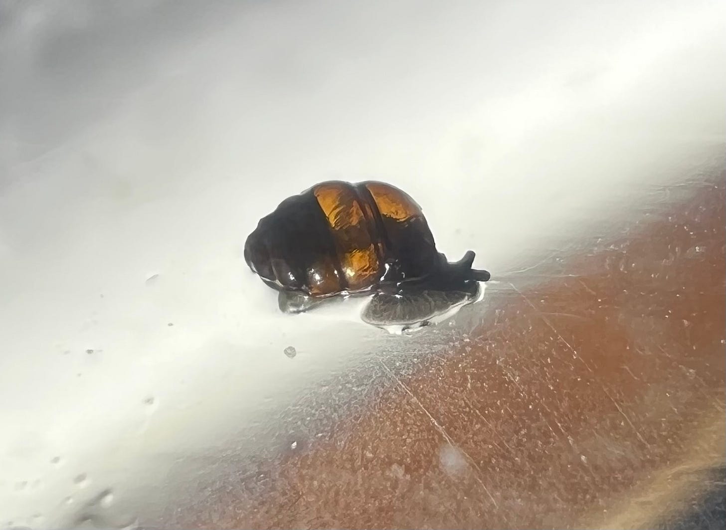 one of those beehive-shaped vertigo snail with a dark brown snail body coming out, crawling to the right of the image. it's walking on a transparent surface.