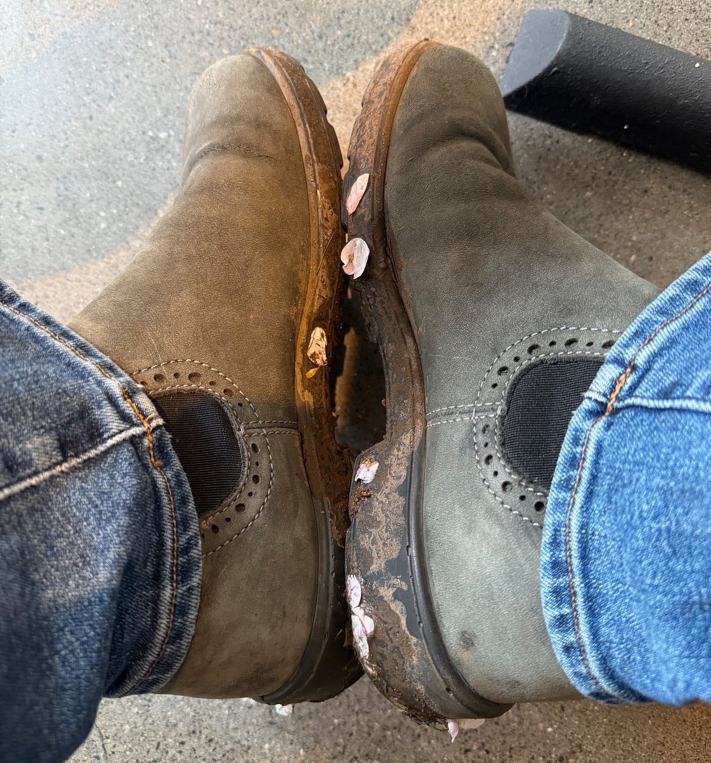 pink cherry blossoms cling to mud in the tread of a woman's grey Blundstone boots.