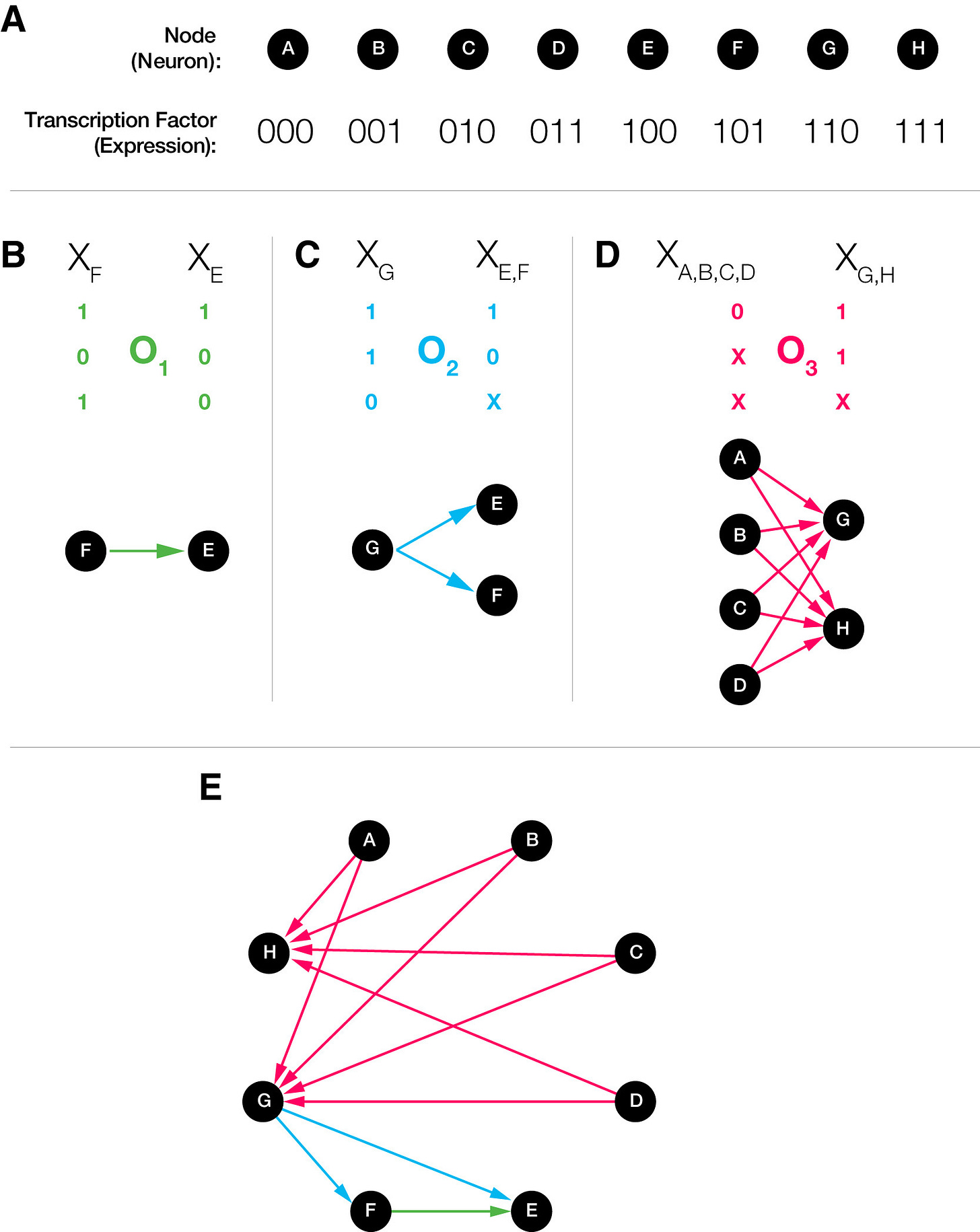 From Barabási & Barabási, 2020. TFs act as barcodes; boolean logic is applied on top of the transcription factors to determine which neuron is connected with which. From Barabási & Barabási, 2020. TFs act as barcodes; boolean logic is applied on top of the transcription factors to determine which neuron is connected with which.