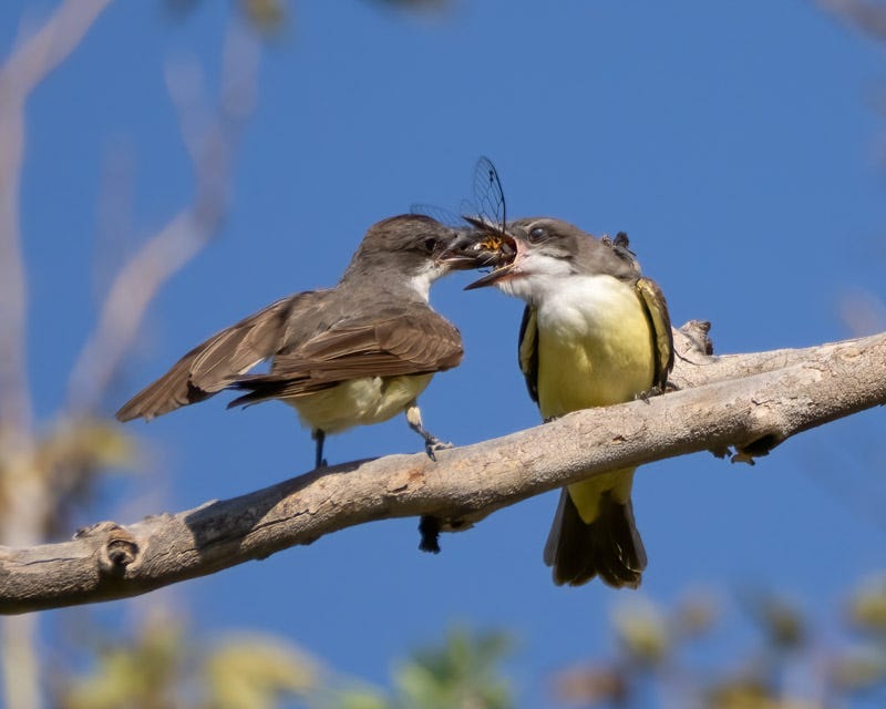 20250822-BoxCanyon-235-Edit.jpg 20250822-BoxCanyon-235-Edit.jpg