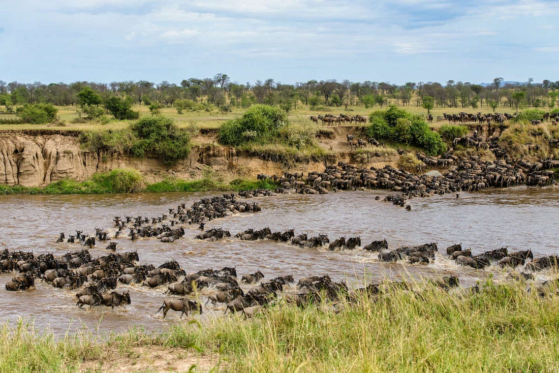 imagen de la gran migración en el Serengeti, con un montón de ñús cruzando un río