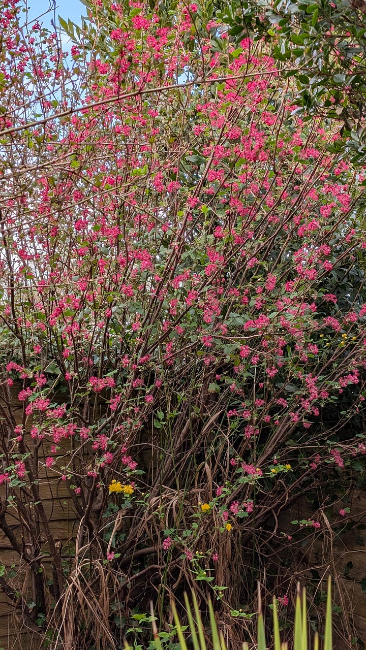 Spring flowers and two visitors - a bluetit at the window and a hedgehog in the garden
