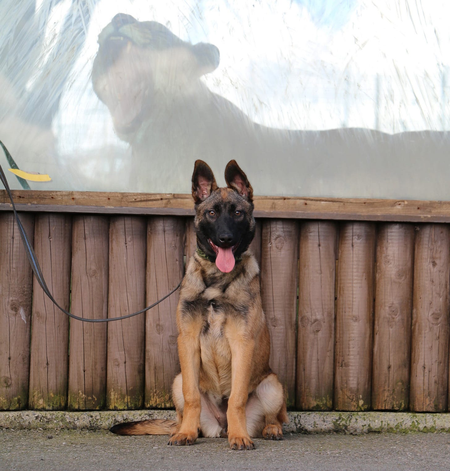 Meet the Welsh puppies that are stopping wildlife poachers in ...