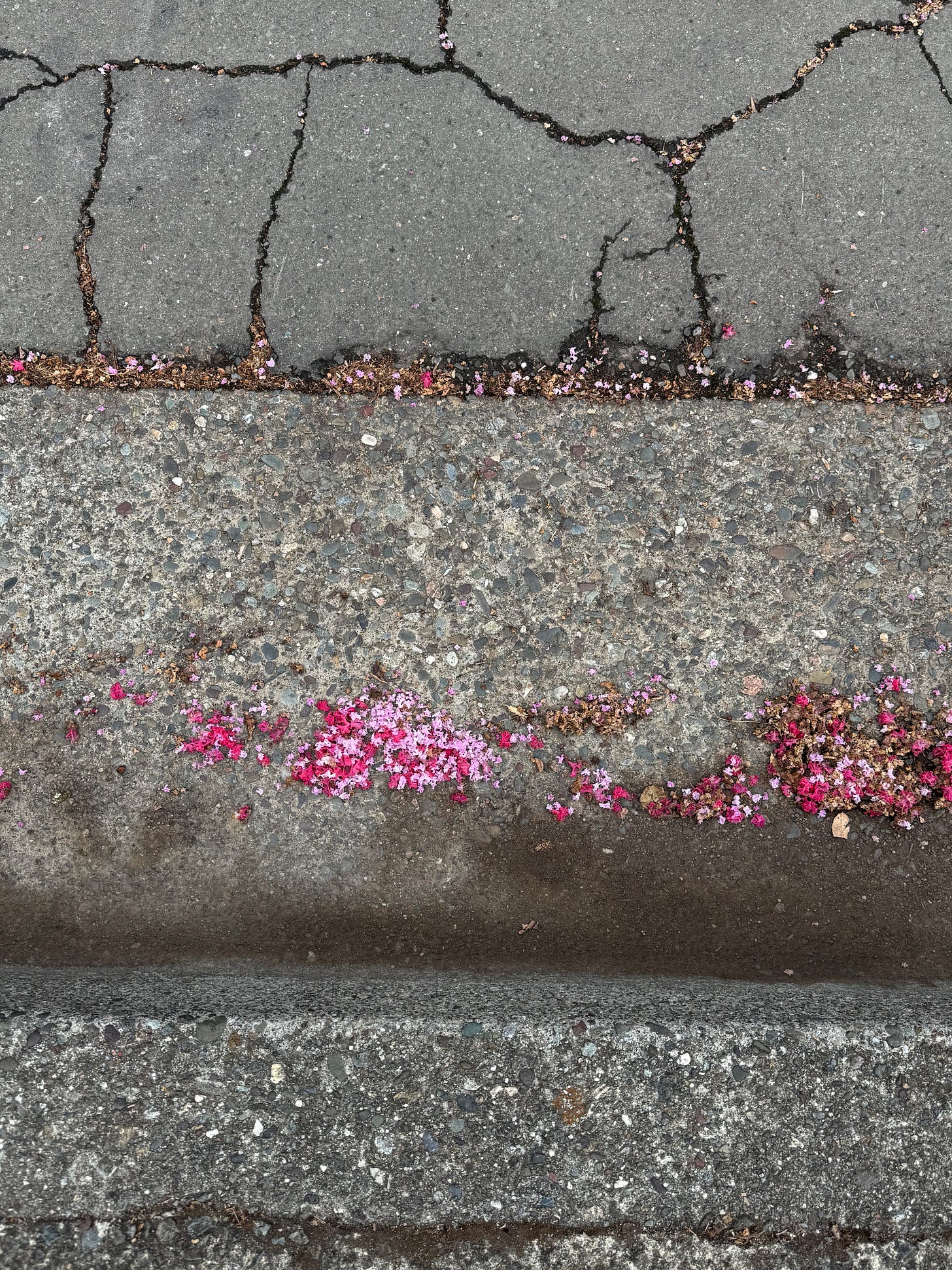 concrete curb with cracks and bright pink petals scattered