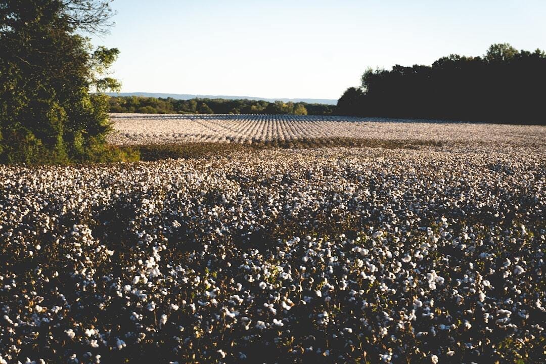 Open Cotton Field Open Cotton Field