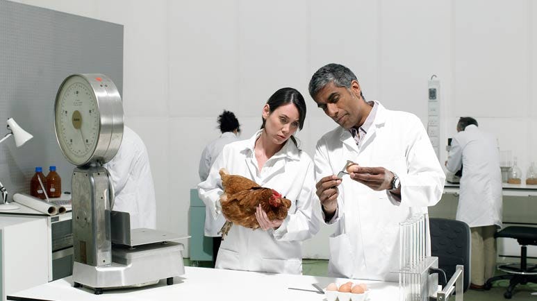 Genetically Engineered Hens Made to Kill Their Own Chicks