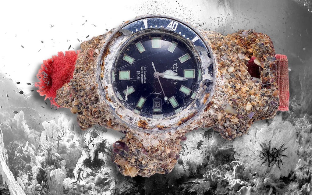 Citizen challenge diver fujitsubo barnacle beach ocean Citizen challenge diver fujitsubo barnacle beach ocean
