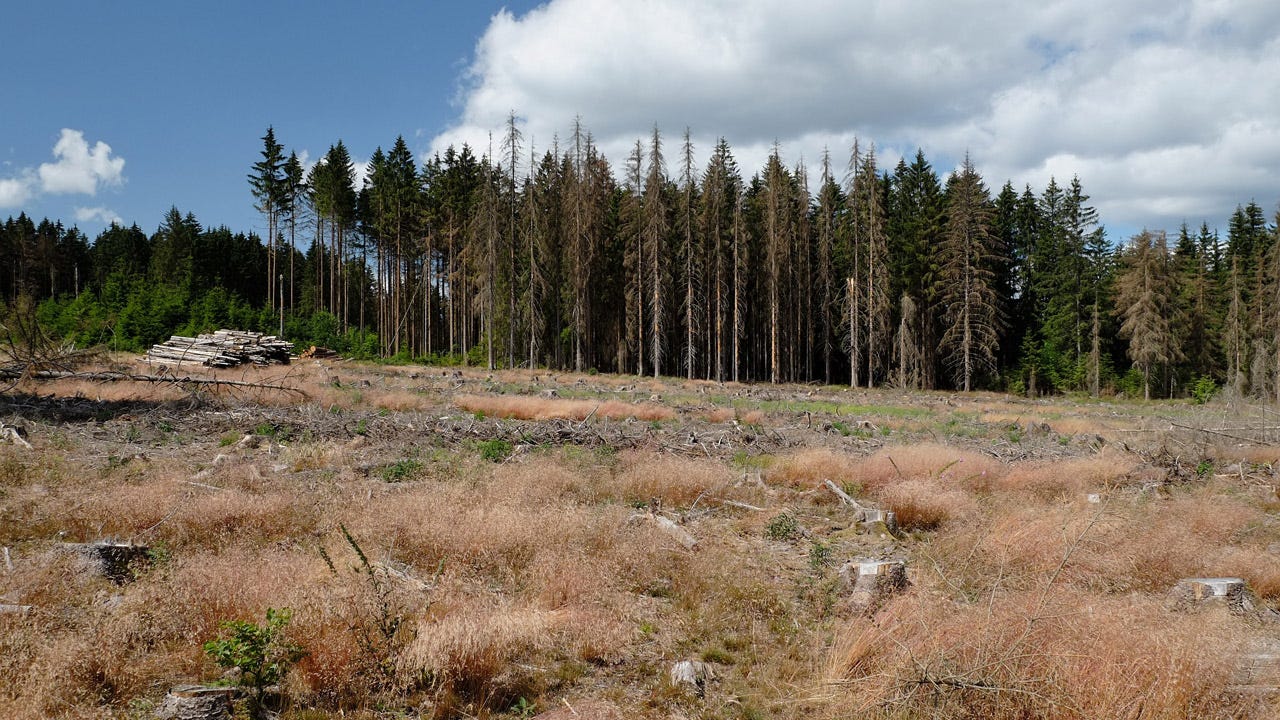 Forests dying back due to climate change: Which trees to plant after bark  beetles and drought? - TUM School of Life Sciences