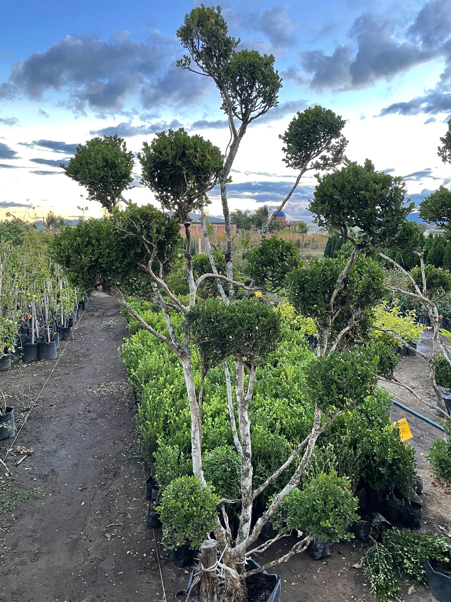 A photo of a spindly tree where the many branches are topped with tufts of leaves.