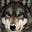 ghostwolfx69's avatar