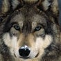 ghostwolfx69's avatar