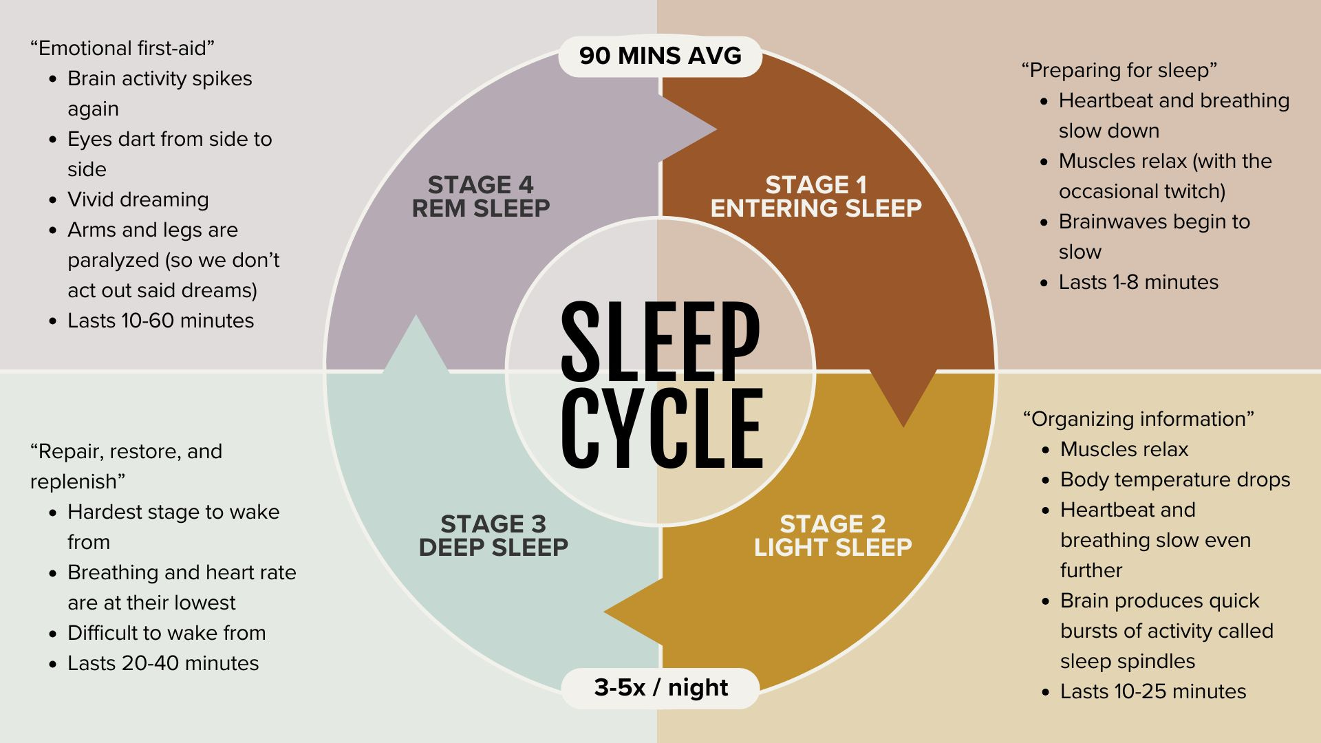 🛌🏻 Understanding Sleep Cycles - by Dani Bruflodt