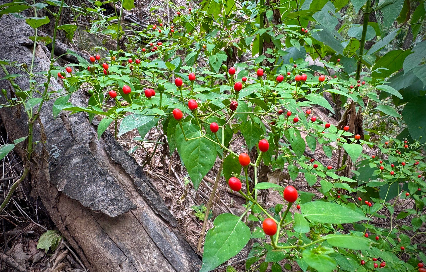 Ripe red chiltepin on the plant