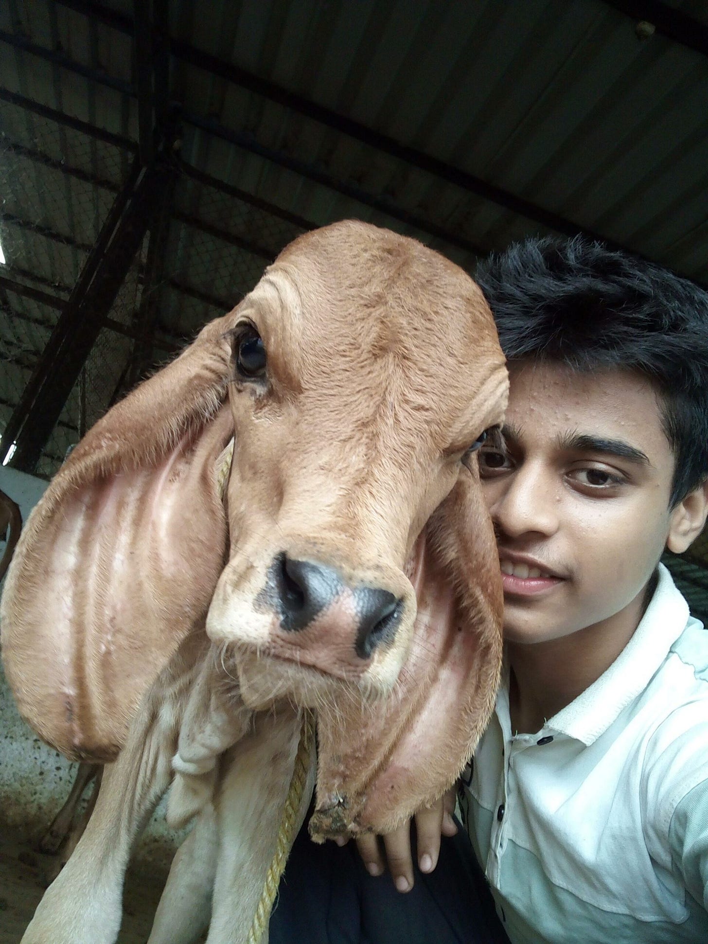 Selfie of the author next to a calf Selfie of the author next to a calf