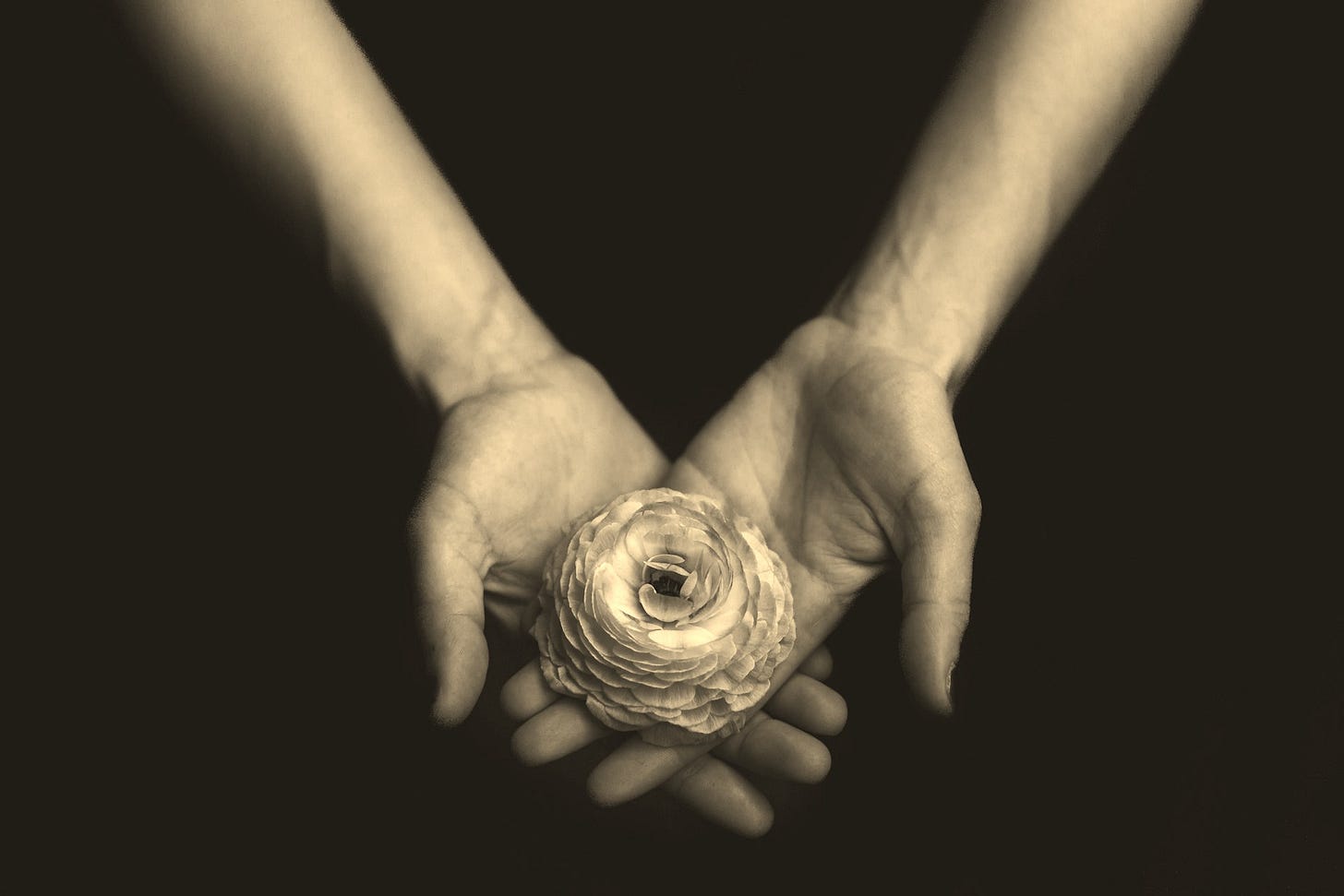 Holding a pink peony - Emerge Deeper Into Your Human Experience Holding a pink peony - Emerge Deeper Into Your Human Experience