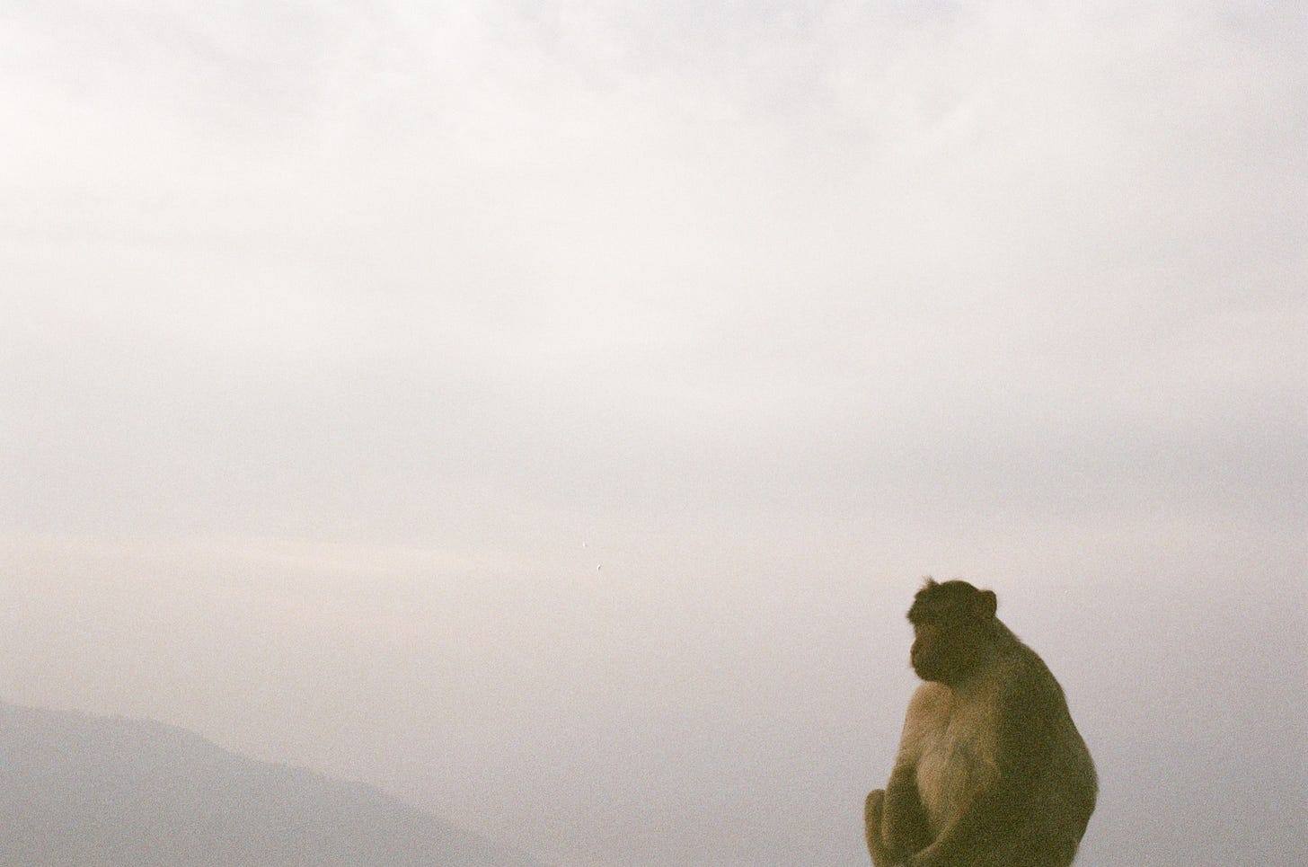 This is not a langur