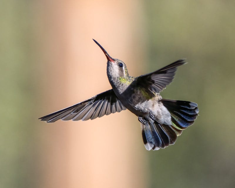 20250901-MaderaCanyon-352-Edit.jpg 20250901-MaderaCanyon-352-Edit.jpg