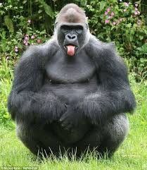 11 Best Funny Gorilla ideas | gorilla, primates, funny animals