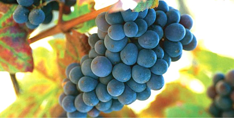 Gamay grapes from the 2022 vintage at Jean-Paul Brun's Terres-Dorées vineyards.