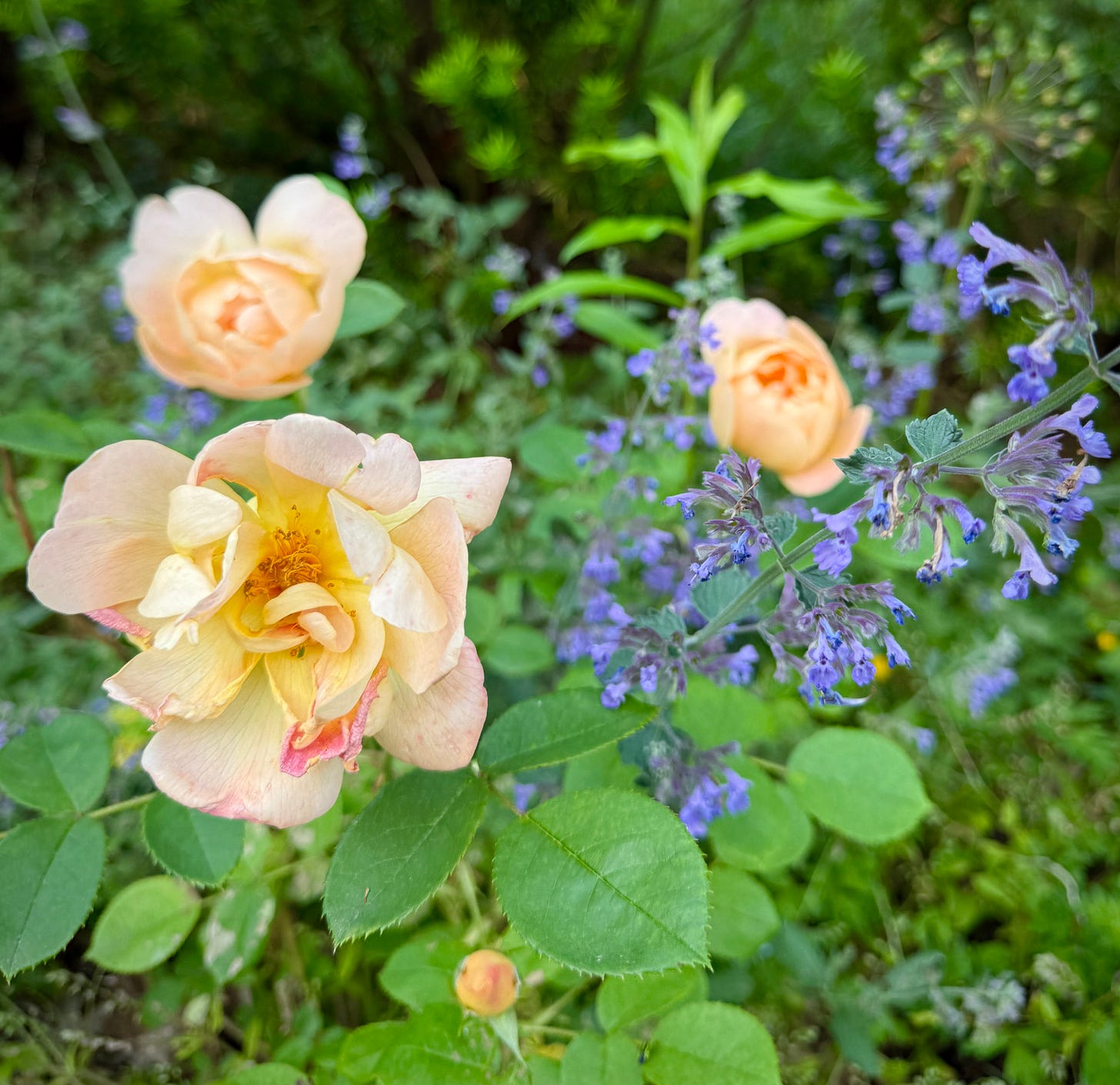Rose ‘The Lark Ascending’ with Catmint ‘Walker’s Low’ 