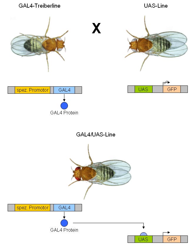 GAL4/UAS system - Wikipedia