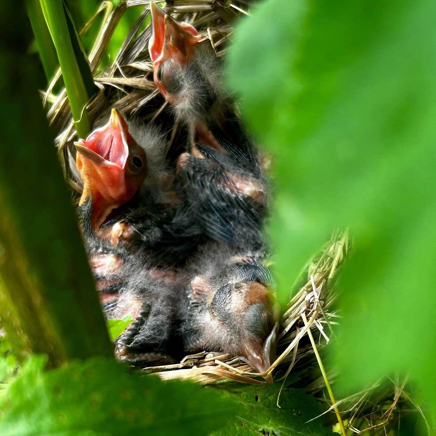 baby birds with open mouths in a nest