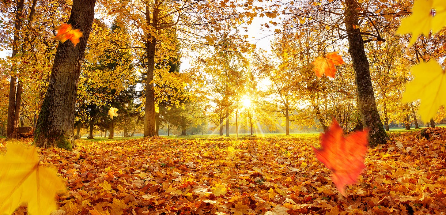 Leaves near the ground full of fall leaves with the sun shining and trees all around