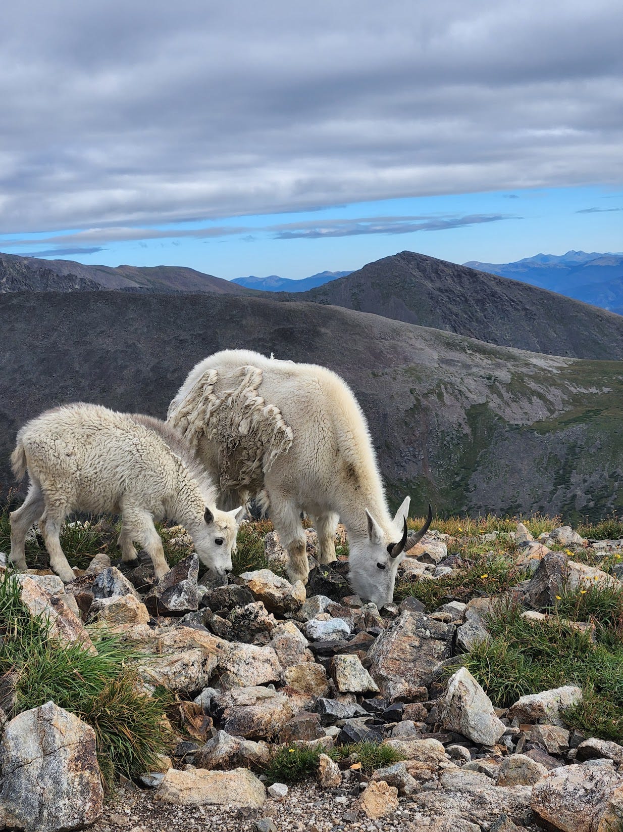 A big and baby goat eating grass on a mountain on a cloudy day with other mountains in view.