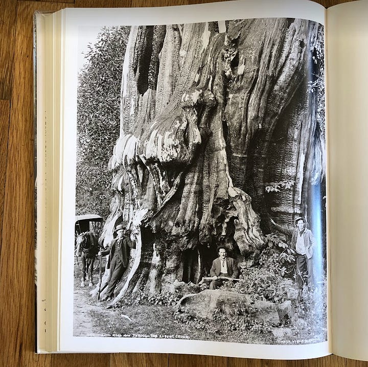 historical photos of PNW loggers