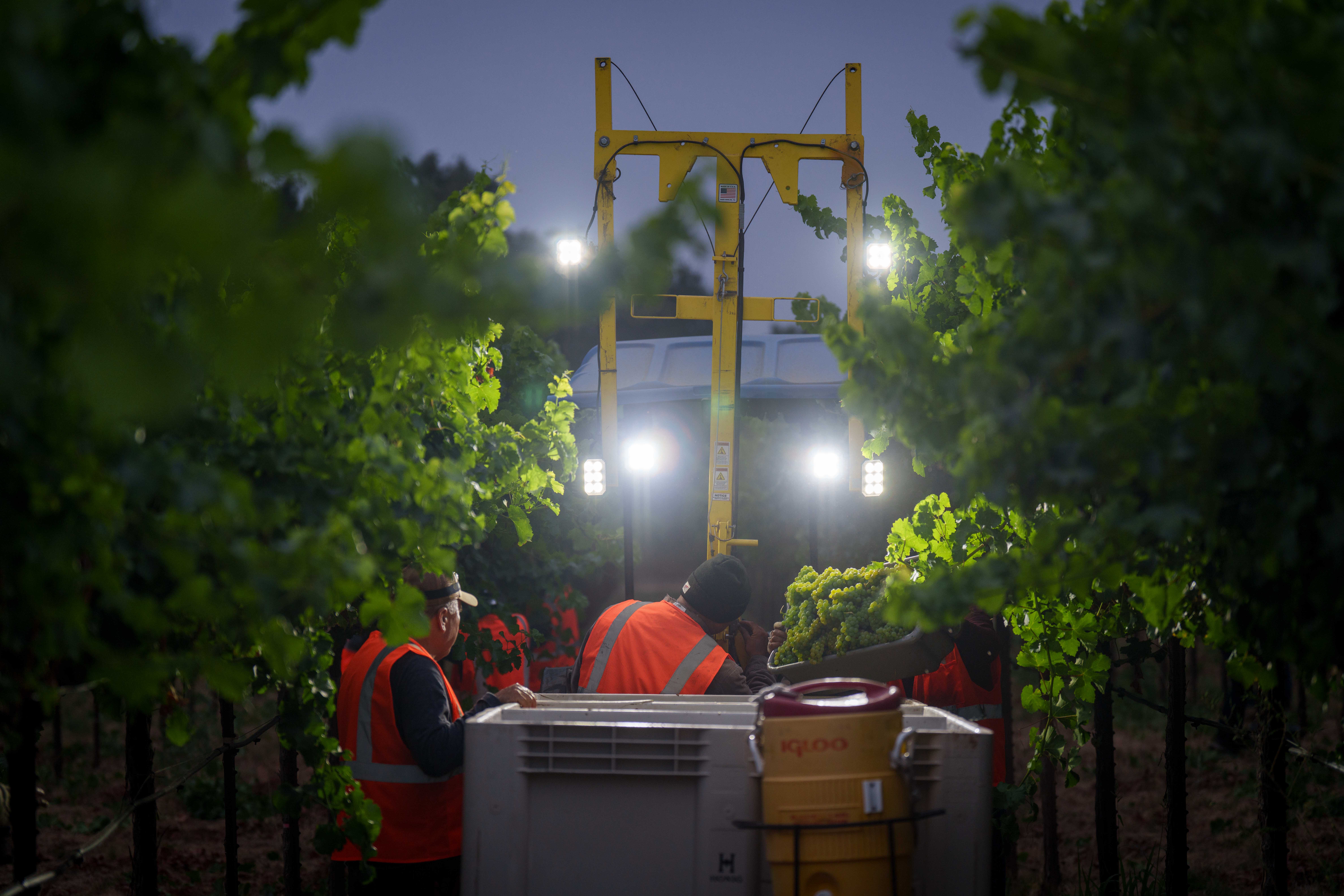 napavalleyfocus.substack.com - Wine Chronicles: California Wine Learns a New Vocabulary