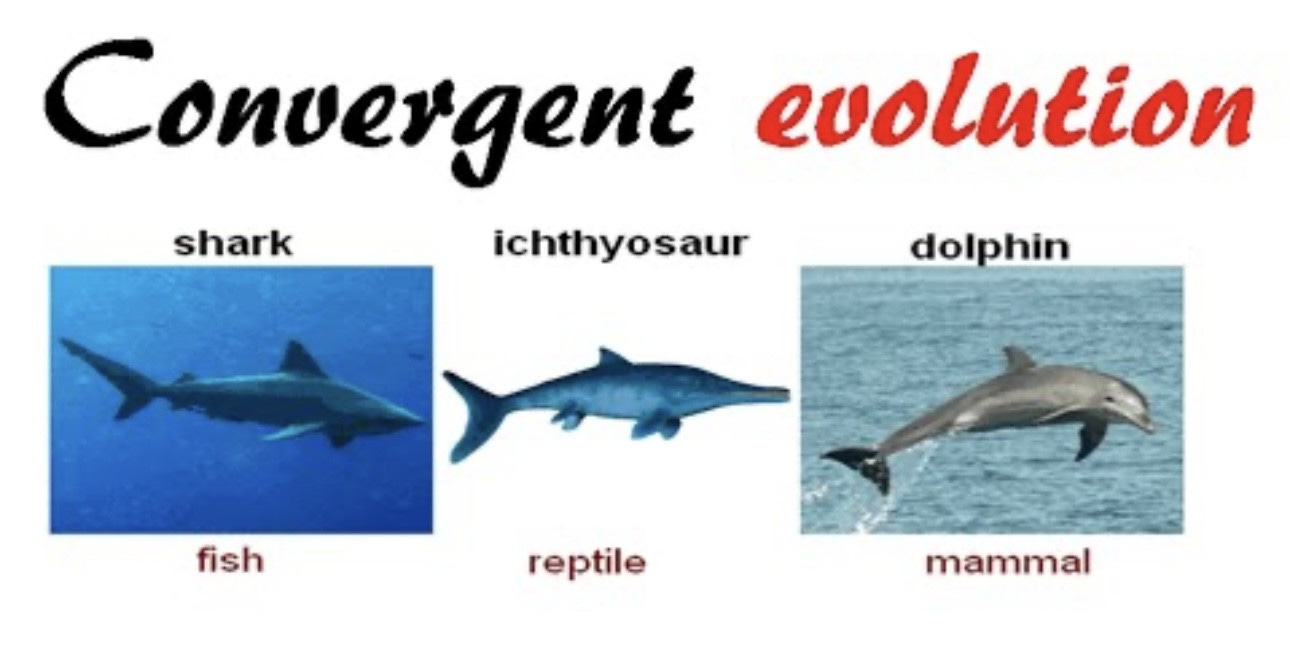 A group of dolphins in water

AI-generated content may be incorrect.