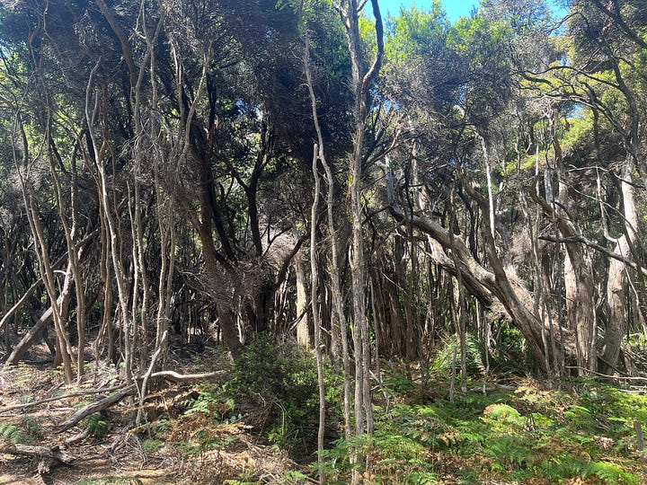 Intertidal pools and coastal tea tree forest.