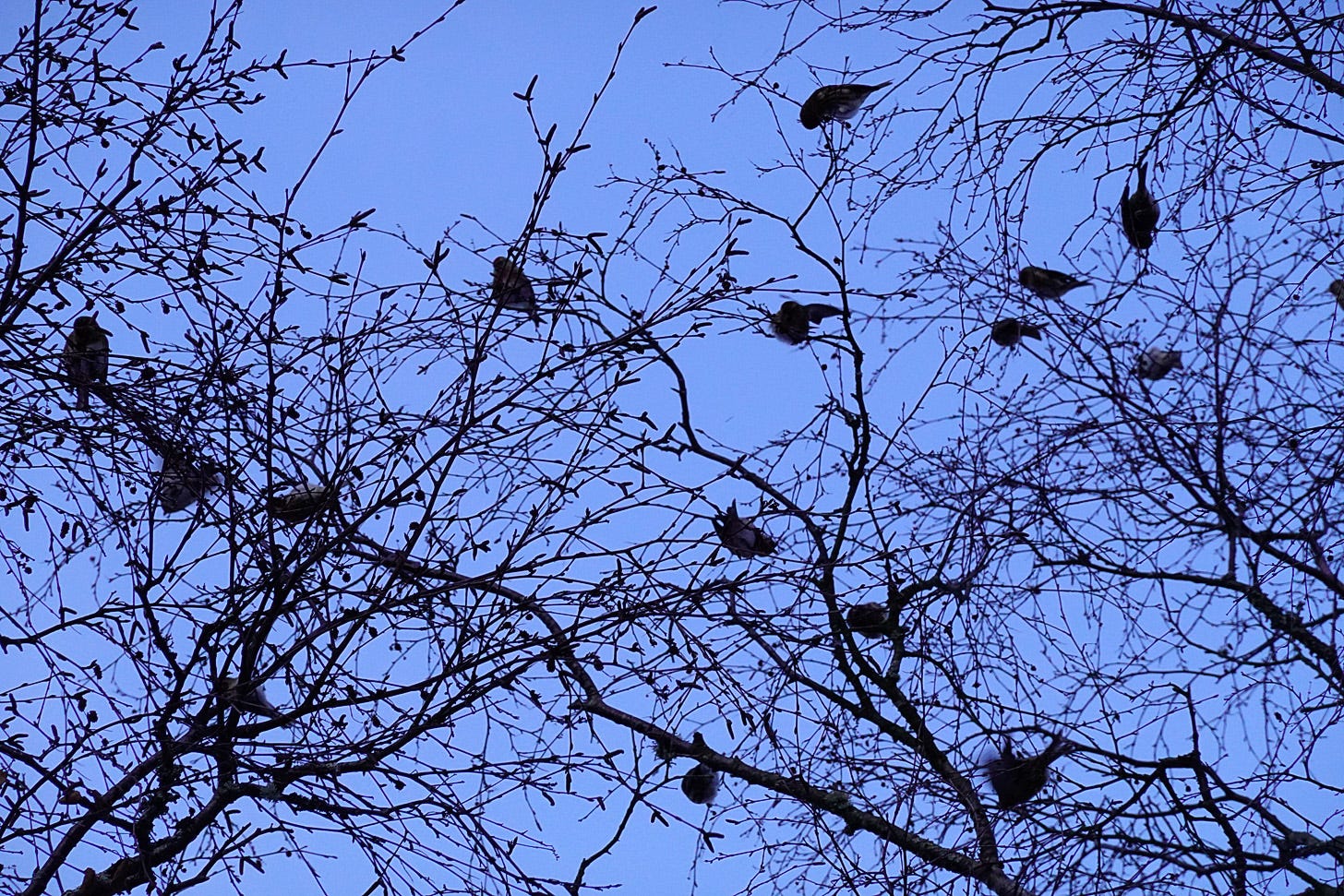 Redpolls feeding on seed of a birch tree (Betula pendula)
