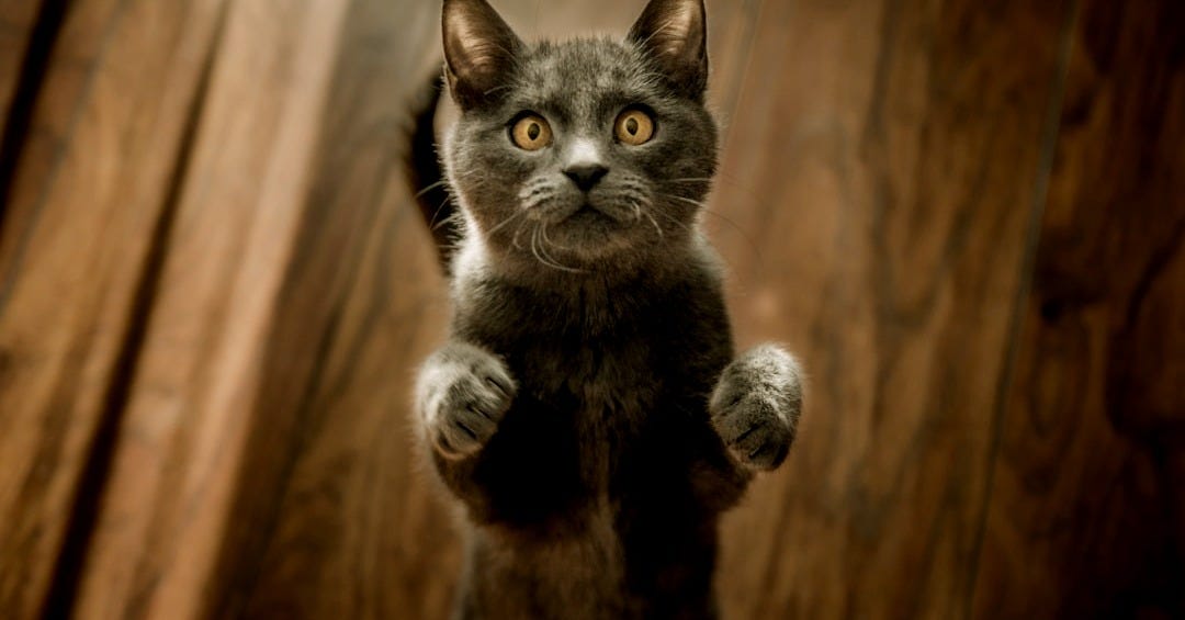 gray cat standing in two feet