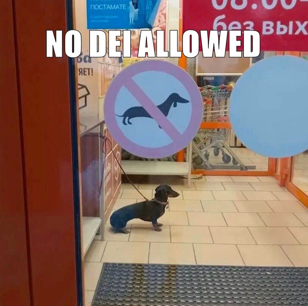 A dachshund on a leash waiting outside a shop door with a no-dachshunds sign, captioned "No DEI allowed".