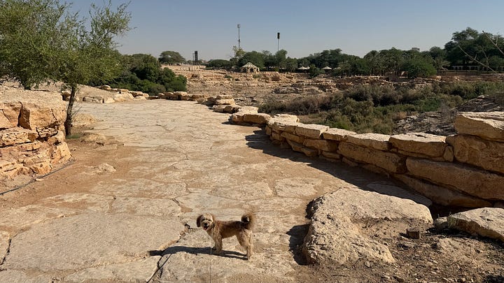 dog walking on desert trail